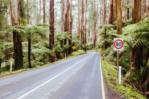 istock Black Spur Scenery in Australia 1224593033