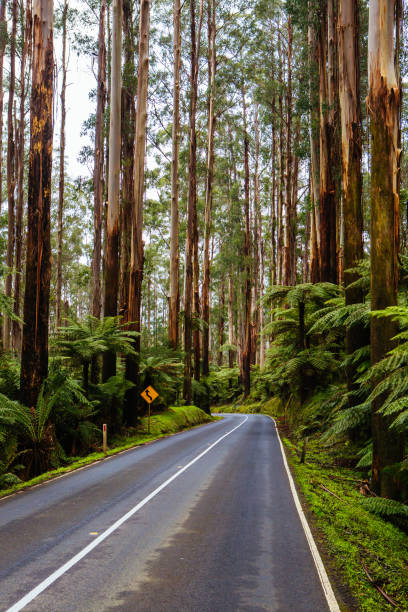 istock Black Spur Scenery in Australia 1224593040