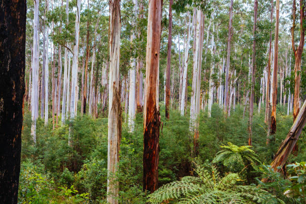 istock Black Spur Scenery in Australia 1224593045