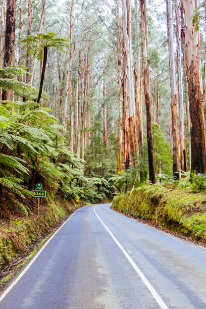 istock Black Spur Scenery in Australia 1224593061