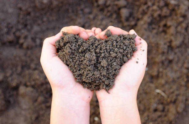 istock Close-up Soil in child hands holding. 1224593822