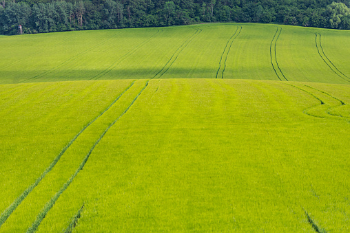 Moravian fields in the Czech Republic. Spring planting Matures in the fields. A field with a forest at the end.