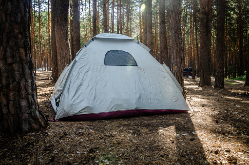 Сamping tent among the trunk of a pine forest in summer under the sun gray tent in the national park. Camping travel hiking concept