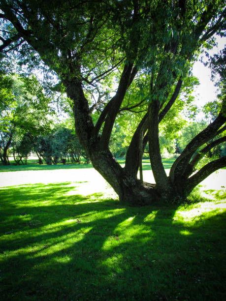 istock Peaceful scenery of a big tree in a park on sunny day 1224595626