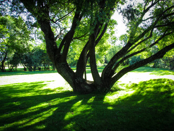 istock Peaceful scenery of a big tree in a park on sunny day 1224595814