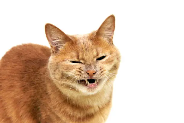 Photo of Cat's grin. The red cat bared its teeth and narrowed its eyes. Angry cat.