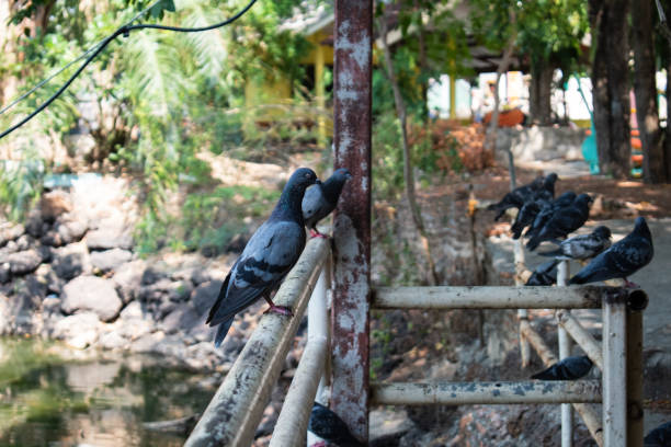 istock pigeons on the fence in the park 1224598593