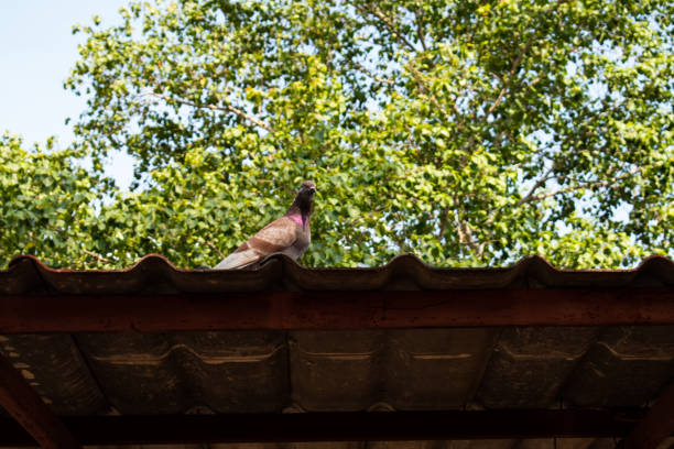 briwn roof green blue