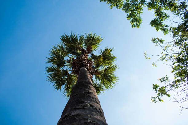 istock green palm tree against clear blue sky 1224599029