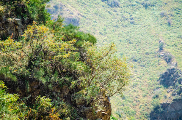 istock Dry lonely tree in the mountains magical landscape majestic view panorama 1224599285