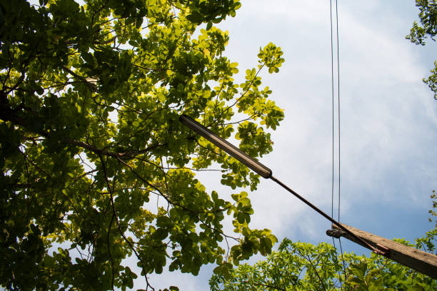 istock green tree branches and blue sky with street lamp 1224599998