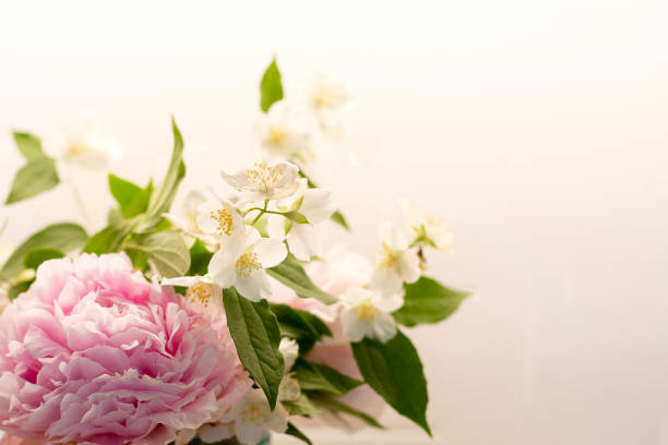 istock Spring flowers background in pink and white. 1224602450