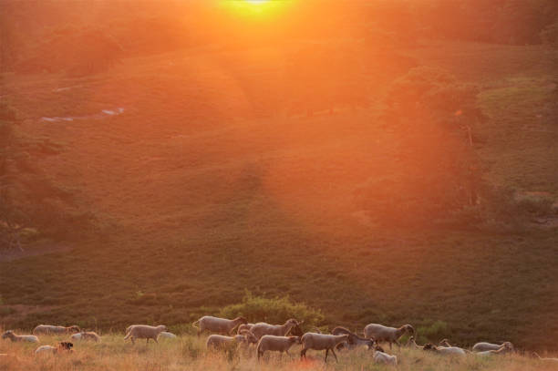 istock Flock of sheep at sunrise 1224604450