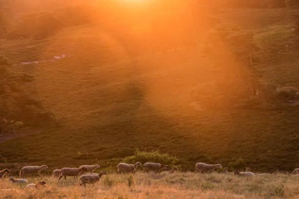 istock Flock of sheep waking up at sunrise 1224604451