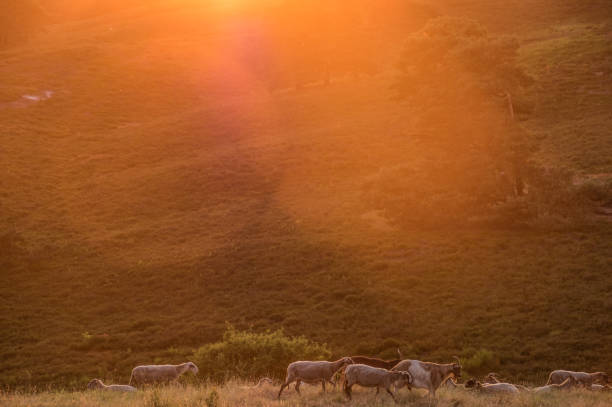 istock Flock of sheep at sunrise 1224604468