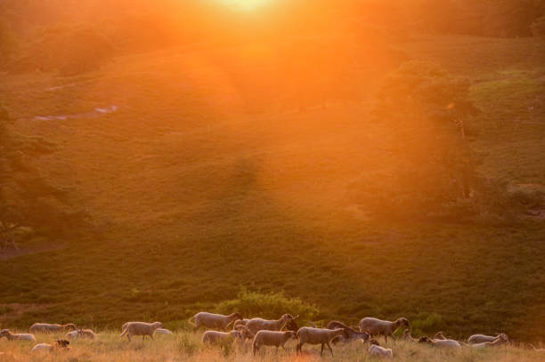 istock Flock of sheep at sunrise 1224604469