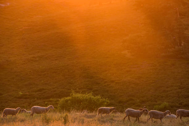 istock Flock of sheep at sunrise 1224604483