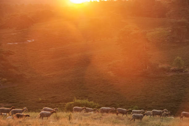 istock Flock of sheep at sunrise 1224604507