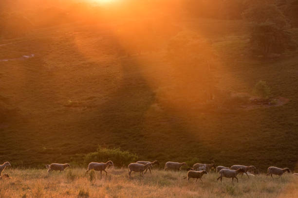 istock Flock of sheep at sunrise 1224604511