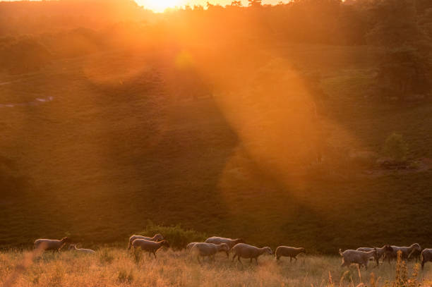 istock Flock of sheep at sunrise 1224604555