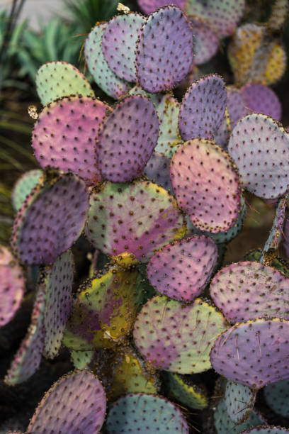 istock Color cactus in spring pastel colors 1224605364