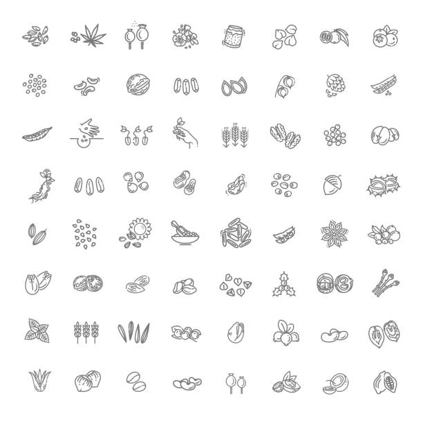 illustrazioni stock, clip art, cartoni animati e icone di tendenza di set di icone vettoriali di semi e noci vegetali - nut bean legume seed
