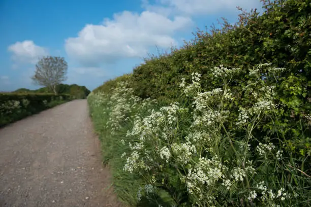 Country lane in Britain in summertime with close up of overgrown plants in hedgerow