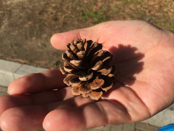 istock a pine cone in the palm of one's hand 1224606097