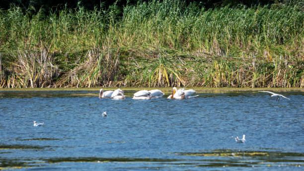 istock Pelicans hunting in the Danube Delta 1224609228