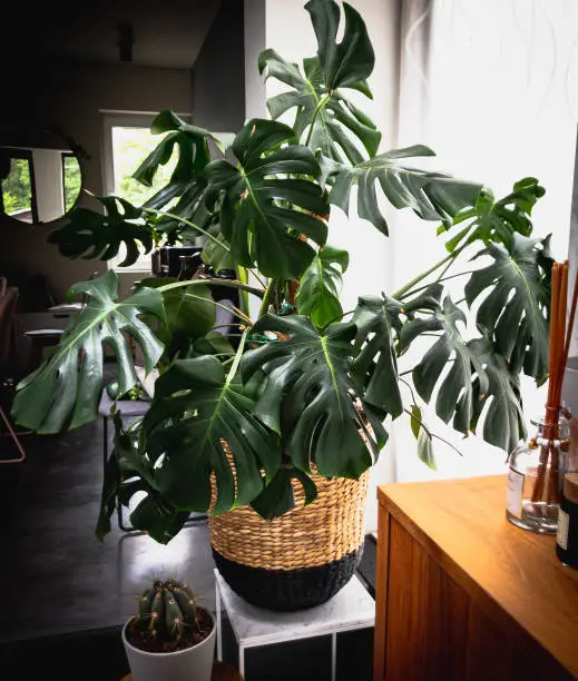 Big indoors monstera deliciosa plant with large leaves