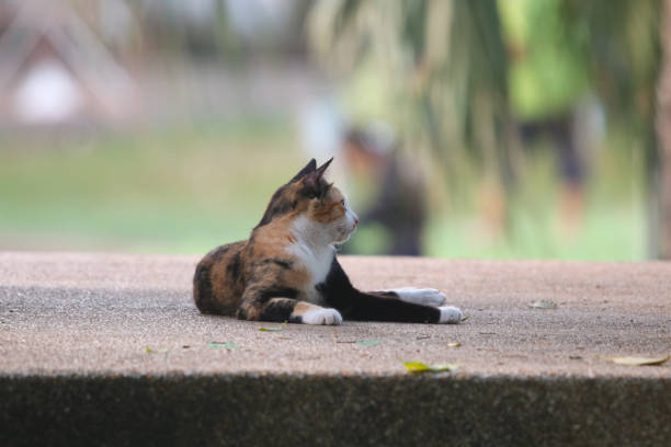 Loneliness cat relaxing in the park not looking the camera