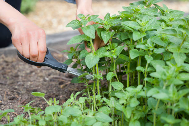 istock Picking oregano, growing herbs in a herb garden, UK 1224611441