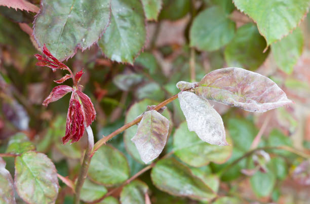 Powdery mildew on a rose plant and leaves, UK Powdery mildew (podosphaera pannosa) on roses in a garden, fungal disease on rose leaf, UK mildew stock pictures, royalty-free photos & images