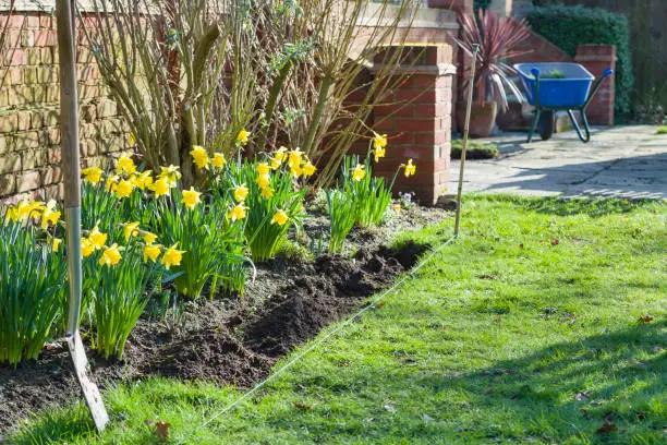 Photo of Gardening in spring, widening a garden flowerbed or border, UK