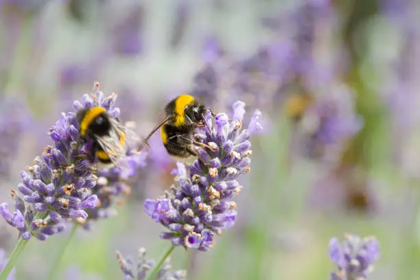 Photo of Bumble bees on a lavender plant close up, insects pollinating