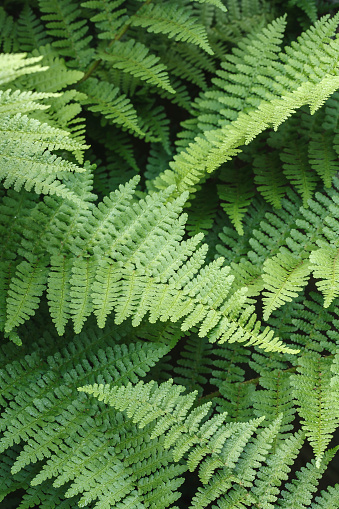 Fern leaves, ferns. Detail of green foliage in a UK garden setting. Wood fern Dryopteris Filix-mas