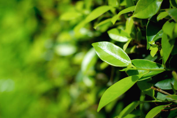 Close up green leaf nature view and blurred greenery background in garden with copy space for your design.