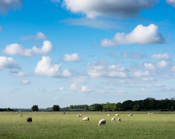 istock sheep in grassy meadow under blue sky with large white clouds 1224617489