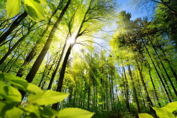 fogliame illuminato dal sole nella foresta - tree lights foto e immagini stock