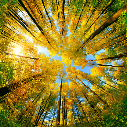 Extreme wide angle upwards shot in a forest, magnificent view to the colorful canopy with autumn foliage colors and blue sky, square format