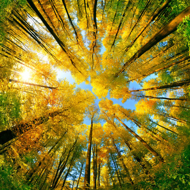 Wide angle upwards view in a forest in autumn Extreme wide angle upwards shot in a forest, magnificent view to the colorful canopy with autumn foliage colors and blue sky, square format fish eye lens stock pictures, royalty-free photos & images