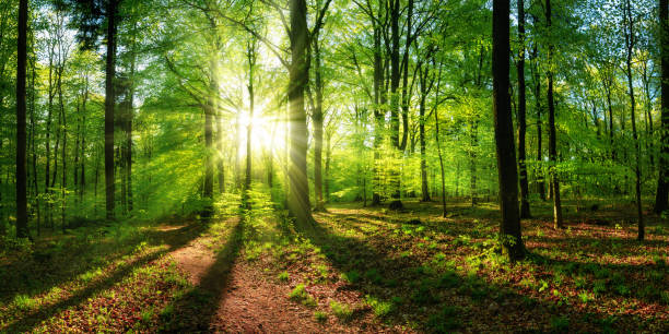 красивые лучи солнечного света в зеленом лесу - glade forest panoramic tree стоковые фото и изображения