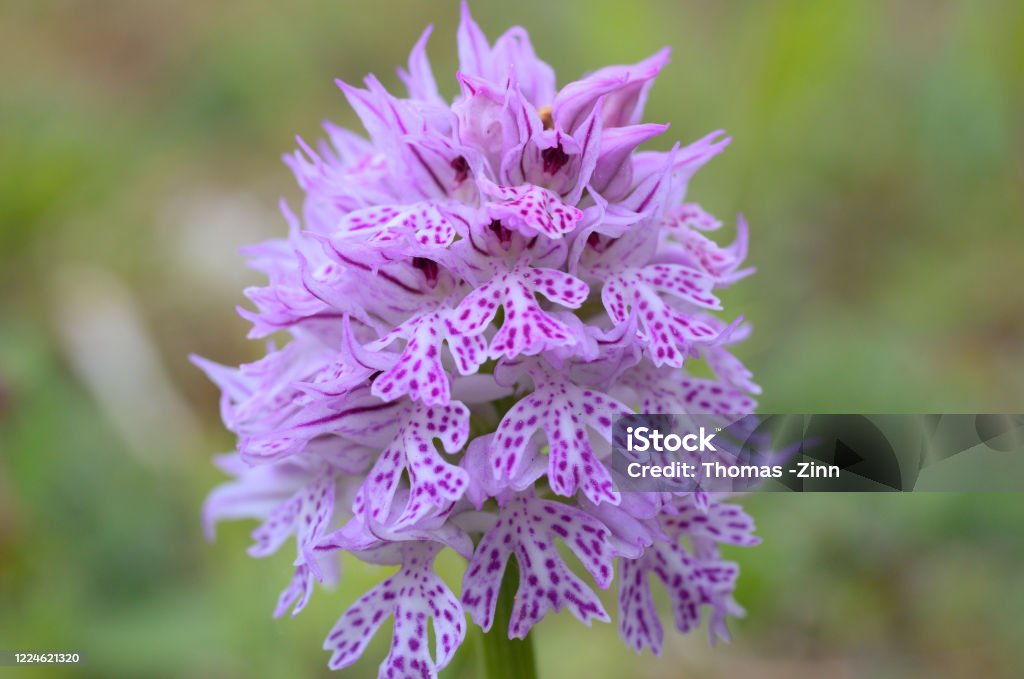 three toothed orchid , orchis tridentata , neotinea tridentata very rare indigenous orchid in germany . located near roßbach in north hesse Beauty Stock Photo