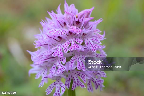 Three Toothed Orchid Orchis Tridentata Neotinea Tridentata Stock Photo - Download Image Now