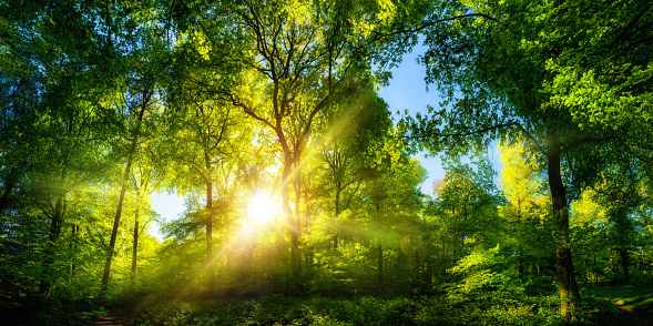 Vivid scenery of beautiful sunlight in a lush green forest, with vibrant colors and pleasant contrast