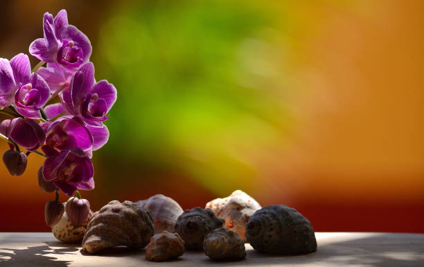 Set of seashells and beautiful orchid flowers with colorful blurred background