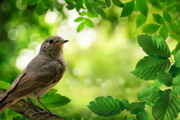 Bird on a branch and green foliage framing a beautiful bokeh nature background