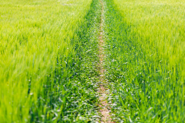 istock The path is trodden in the field 1224622299