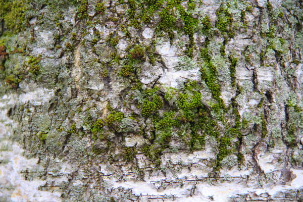 Black and white birch bark close-up. Old cracked wood bark texture. Tree trunk.. Macro wood backdrop natural pattern.