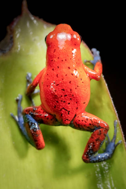 istock Dart frog on a leaf in its natural habitat 1224626203